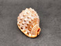 Baby Bull\'s Mouth Helmet Seashell Cassis Rufa (1 shell approx. 3+ inches) Adorable shell for any coastal craft or decoration! Copyright 2022 SeaShellSupply.com
