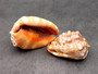 Baby Bull\'s Mouth Helmet Seashell Cassis Rufa (1 shell approx. 3+ inches) Adorable shell for any coastal craft or decoration! Copyright 2022 SeaShellSupply.com