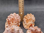 Baby Bull\'s Mouth Helmet Seashell Cassis Rufa (1 shell approx. 3+ inches) Adorable shell for any coastal craft or decoration! Copyright 2022 SeaShellSupply.com