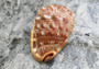 Baby Bull's Mouth Helmet Shell - Cassis Rufa - (1 shell approx. 3-4 inches)