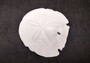 Arrowhead Sand Dollar, Extra Large - Encope Michelini - (One 5-6 inch Sand Dollar). One white domed Sand Dollar. Copyright 2024 SeaShellSupply.com.