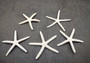 White Finger Starfish Linckia Laevigata (5 starfish approx. 2+ inches) Great shells for coastal crafting décor & collections!