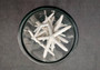 White Finger Starfish - Linka Laevigata - (5 starfish approx. 2-3 inches). Multiple white thin starfish in small pile. Copyright 2024 SeaShellSupply.com.