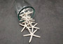 White Finger Starfish Linckia Laevigata (5 starfish approx. 2+ inches) Great shells for coastal crafting décor & collections!