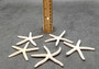 White Finger Starfish - Linka Laevigata - (5 starfish approx. 2-3 inches). Multiple white thin starfish in small pile. Copyright 2024 SeaShellSupply.com.