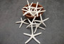 White Finger Starfish - Linka Laevigata - (5 starfish approx. 2-3 inches). Multiple white thin starfish in small pile. Copyright 2024 SeaShellSupply.com.