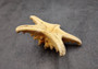 Natural Knobby Starfish (5-6 inches) - Protoreaster Nodosus. One ribbed sand colored Starfish. Copyright 2025 SeaShellSupply.com.