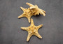 Natural Knobby Starfish (5-6 inches) - Protoreaster Nodosus. One ribbed sand colored Starfish. Copyright 2025 SeaShellSupply.com.
