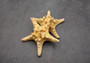 Natural Knobby Starfish (5-6 inches) - Protoreaster Nodosus. One ribbed sand colored Starfish. Copyright 2025 SeaShellSupply.com.