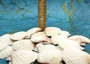 Pecten Vexillum Scallop - (10 shells approx. 1.75-2 inches). Multiple brown and white tinted sea shells, almost looks like a smore. Copyright 2025 SeaShellSupply.com.