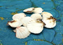 Pecten Vexillum Scallop - (10 shells approx. 1.75-2 inches). Multiple brown and white tinted sea shells, almost looks like a smore. Copyright 2025 SeaShellSupply.com.