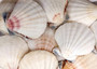 Pecten Vexillum Scallop - (10 shells approx. 1.75-2 inches). Multiple brown and white tinted sea shells, almost looks like a smore. Copyright 2025 SeaShellSupply.com.