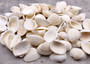 One Kilo (2.2 lbs.) White Ark Clam Seashells - (Appx. 2 inches) - Andara Granosa. Multiple white ribbed wide opened shells in a pile. Copyright 2025 SeaShellSupply.com.