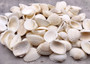One Kilo (2.2 lbs.) White Ark Clam Seashells - (Appx. 2 inches) - Andara Granosa. Multiple white ribbed wide opened shells in a pile. Copyright 2025 SeaShellSupply.com.