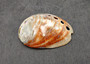 Polished Red Abalone - Haliotis Rufescens - (1 shell 2.5-2.75 inches). Two colorful shells with some little holes, one showing the outside color and then the inside opening. Copyright 2024 SeaShellSupply.com.