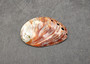 Red Abalone Seashell Polished Haliotis Rufescens (1 shell approx. 2.5+ inches) Shiny Red Abalone Shell for coastal crafting & home decor!