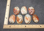 Red Abalone Seashell Polished Haliotis Rufescens (1 shell approx. 2.5+ inches) Shiny Red Abalone Shell for coastal crafting & home decor!