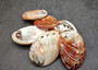 Red Abalone Seashell Polished Haliotis Rufescens (1 shell approx. 2.5+ inches) Shiny Red Abalone Shell for coastal crafting & home decor!