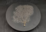 White Sea Fan (1 fan approx. 7-10 inches). White branched fan. Copyright 2025 SeaShellSupply.com