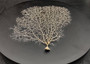 White Sea Fan (1 fan approx. 7-10 inches). White branched fan. Copyright 2025 SeaShellSupply.com