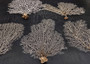 White Sea Fan (1 fan approx. 7-10 inches). White branched fan. Copyright 2025 SeaShellSupply.com