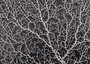 White Sea Fan (1 fan approx. 7-10 inches). White branched fan. Copyright 2025 SeaShellSupply.com
