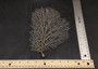 White Sea Fan (1 fan approx. 7-10 inches). White branched fan. Copyright 2025 SeaShellSupply.com