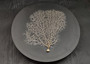 White Sea Fan Coral (1 seafan approx. 7-9+ inches) White Sea Fan Coral for coastal crafting home décor wall art framing or collecting!
