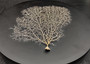 White Sea Fan Coral (1 seafan approx. 7-9+ inches) White Sea Fan Coral for coastal crafting home décor wall art framing or collecting!