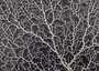 White Sea Fan Coral (1 seafan approx. 7-9+ inches) White Sea Fan Coral for coastal crafting home décor wall art framing or collecting!