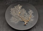 White Sea Fan Coral (1 seafan approx. 7-9+ inches) White Sea Fan Coral for coastal crafting home décor wall art framing or collecting!
