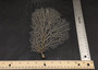 White Sea Fan Coral (1 seafan approx. 7-9+ inches) White Sea Fan Coral for coastal crafting home décor wall art framing or collecting!