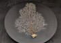 White Sea Fan Coral (1 seafan approx. 7-9+ inches) White Sea Fan Coral for coastal crafting home décor wall art framing or collecting!