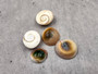 Cat\'s Eyes -Turbo Opercula - (5 shells approx. 1 inches). Multiple teal, white, and brown swirled shells spread out near each other. Copyright 2024 SeaShellSupply.com.Cat\'s Eyes -Turbo Opercula - (5 shells approx. 1 inches). Multiple teal, white, and brown swirled shells spread out near each other. Copyright 2024 SeaShellSupply.com.