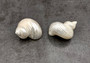 Pearlized Silver Mouth Turbo - Turbo Argyrostoma (2 shells approx. 2-2.5 inches) Great for Hermit Crabs, art projects, crafts & collecting! Two spiral lined pearl white shells, one showing the lines and smooth side of the spiral and the other showing the opening. Copyright 2022 SeaShellSupply.com.
