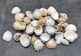 Mixed Medium Seashell Assortment (approx. 30-35 shells 0.5-1.5 inches). multiple soft colored shells in pile. Copyright 2022 SeaShellSupply.com.