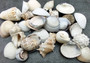 Mixed Medium Seashell Assortment (approx. 30-35 shells 0.5-1.5 inches). multiple soft colored shells in pile. Copyright 2022 SeaShellSupply.com.