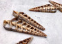 Telescope Shell - Sliced/Center Cut - Telescopium - (5 shells approx. 2-3 inches). Multiple tapered shells with cavities in them and one central mast. Copyright 2022 SeaShellSupply.com.