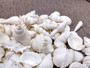 White Seashell Medium Wedding Mix - (1 Kilogram/2.2 lbs. 100-120 shells approx. 1-2 inches).Multiple differently shaped and textured shells all bright white in a pile. Copyright 2022 SeaShellSupply.com.