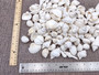 White Seashell Medium Wedding Mix - (1 Kilogram/2.2 lbs. 100-120 shells approx. 1-2 inches).Multiple differently shaped and textured shells all bright white in a pile. Copyright 2022 SeaShellSupply.com.