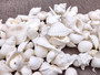 White Seashell Medium Wedding Mix - (1 Kilogram/2.2 lbs. 100-120 shells approx. 1-2 inches).Multiple differently shaped and textured shells all bright white in a pile. Copyright 2022 SeaShellSupply.com.