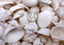 White Seashell Medium Wedding Mix - (1 Kilogram/2.2 lbs. 100-120 shells approx. 1-2 inches).Multiple differently shaped and textured shells all bright white in a pile. Copyright 2022 SeaShellSupply.com.
