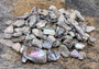 Pink Abalone Chips (approx. 90-110 chips 0.25-1 inches) multiple pieces some spotted, some smooth in a pile. Copyright 2022 SeaShellSupply.com
