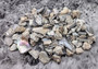 Pink Abalone Chips (approx. 90-110 chips 0.25-1 inches) multiple pieces some spotted, some smooth in a pile. Copyright 2022 SeaShellSupply.com