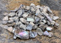 Pink Abalone Seashell Bulk Chips (Approx. 0.25 cup +/-170 chips 0.25+ inches) Small Pink Abalone Shell Fragments for arts crafts & décor!