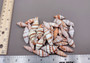 Assorted Miter Seashells (appx. 22-25 pcs.). Multiple red and orange shaded spiral ribbed shells in a pile. Copyright 2024 SeaShellSupply.com.