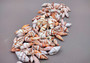 Assorted Miter Seashells (appx. 22-25 pcs.). Multiple red and orange shaded spiral ribbed shells in a pile. Copyright 2024 SeaShellSupply.com.