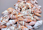 Assorted Miter Seashells (appx. 22-25 pcs.). Multiple red and orange shaded spiral ribbed shells in a pile. Copyright 2024 SeaShellSupply.com.