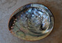 Polished Orange Midas Abalone (5-6 inches) - Haliotis Midae. One orange tinted shell with a wide opened bottom. Copyright 2022 SeaShellSupply.com.