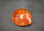 Polished Orange Midas Abalone (5-6 inches) - Haliotis Midae. One orange tinted shell with a wide opened bottom. Copyright 2025 SeaShellSupply.com.
